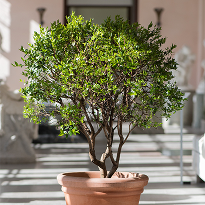 Myrtle tree The Orangery Ulriksdal Palace