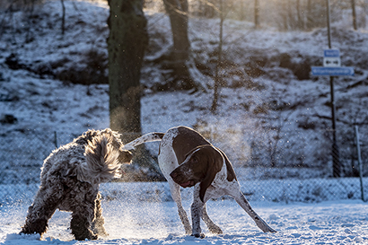 Two dogs play at a dog exercise area on Djurgården.