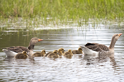 A family of greylag geese swimming in the water.