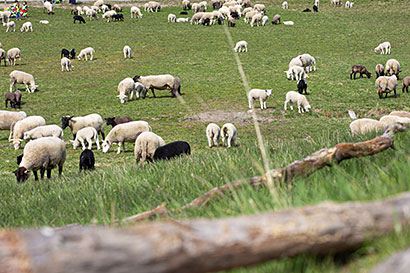 The King's sheep on Royal Djurgården